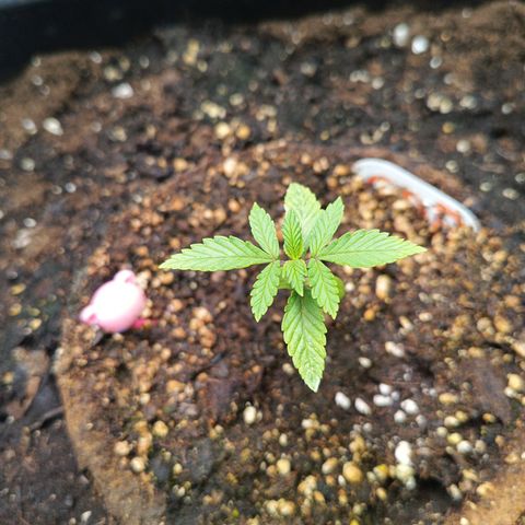 Auto GDP growlog timeline photo