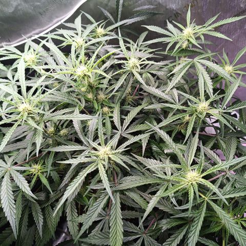 GDP ILGM orderX  growlog timeline photo