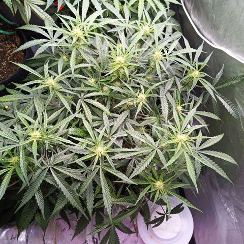 GDP ILGM orderX  growlog timeline photo