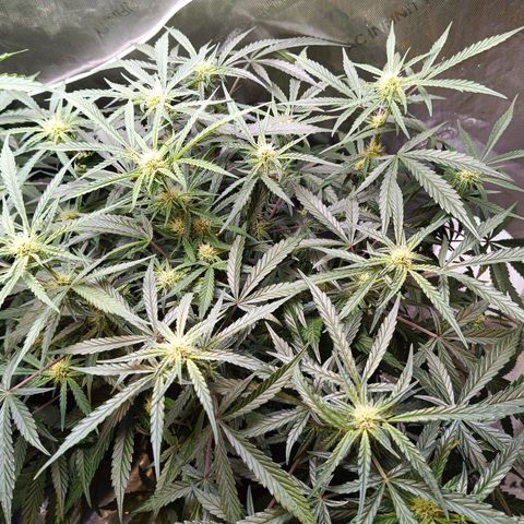 GDP ILGM orderX  growlog timeline photo