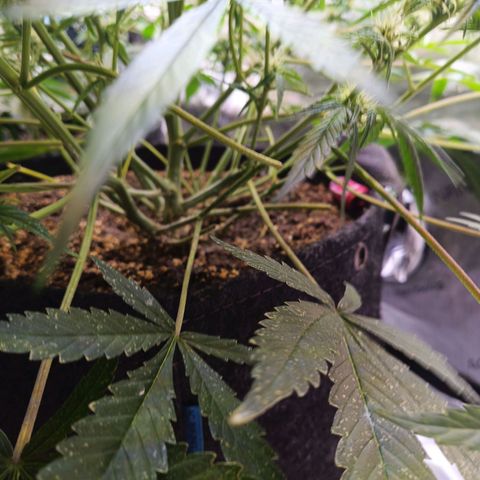 GDP ILGM orderX  growlog timeline photo