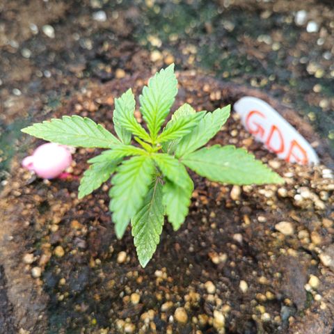 Auto GDP growlog timeline photo