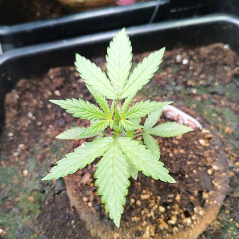 Auto GDP growlog timeline photo