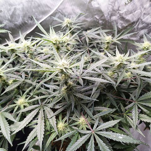 GDP ILGM orderX  growlog timeline photo
