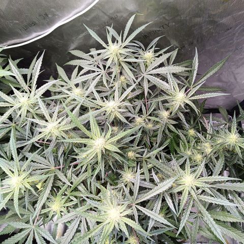 GDP ILGM orderX  growlog timeline photo