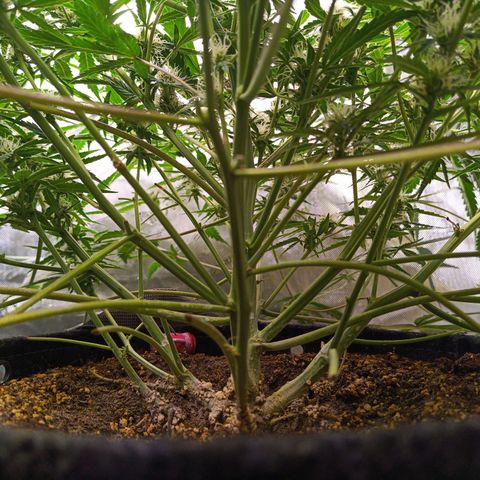 GDP ILGM orderX  growlog timeline photo