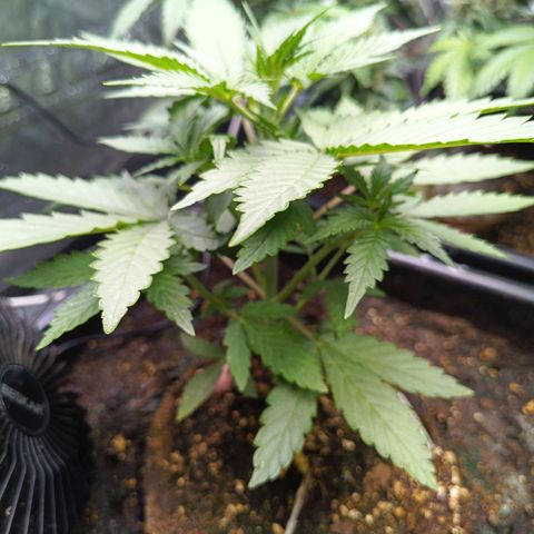 Auto GDP growlog timeline photo