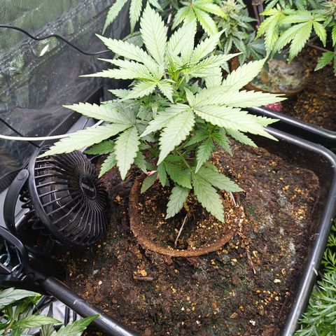 Auto GDP growlog timeline photo
