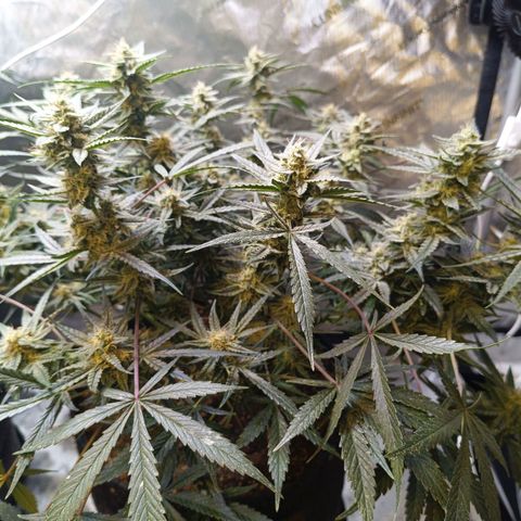 GDP ILGM orderX  growlog timeline photo
