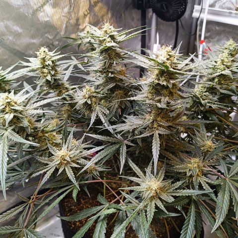 GDP ILGM orderX  growlog timeline photo