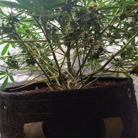 GDP ILGM orderX  growlog timeline photo