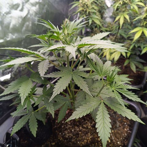 Auto GDP growlog timeline photo