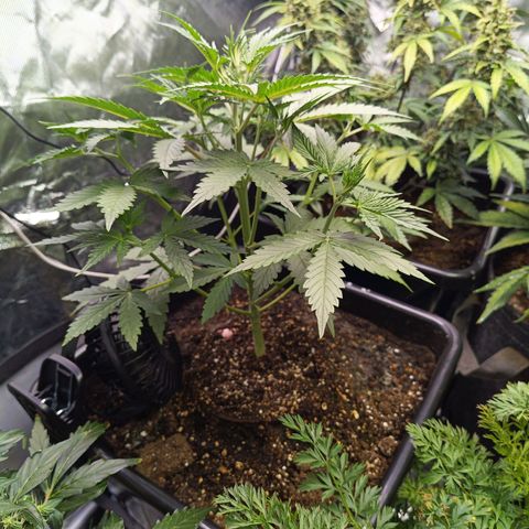 Auto GDP growlog timeline photo
