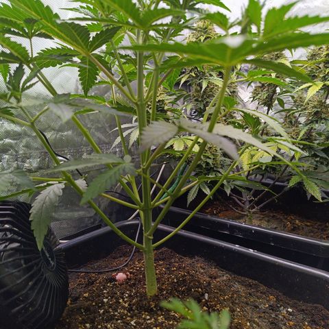 Auto GDP growlog timeline photo