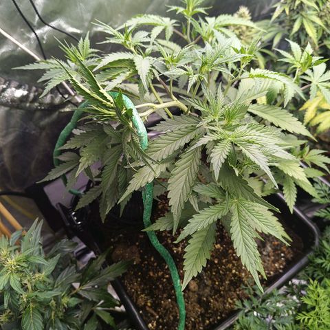 Auto GDP growlog timeline photo