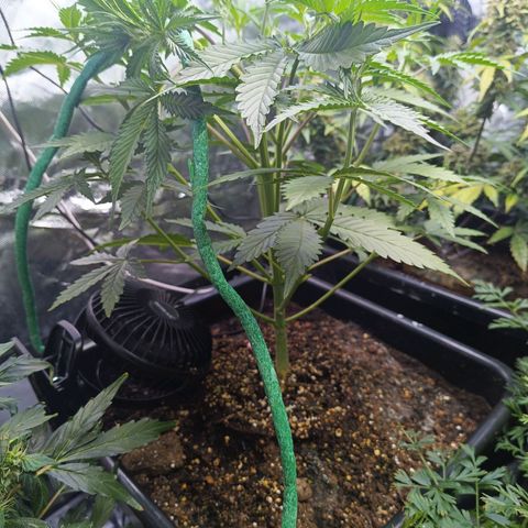 Auto GDP growlog timeline photo