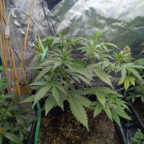 Auto GDP growlog timeline photo