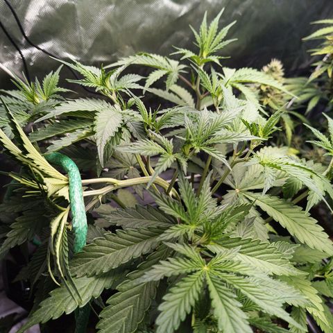 Auto GDP growlog timeline photo