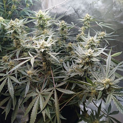 GDP ILGM orderX  growlog timeline photo