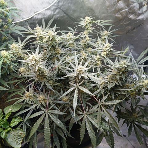 GDP ILGM orderX  growlog timeline photo
