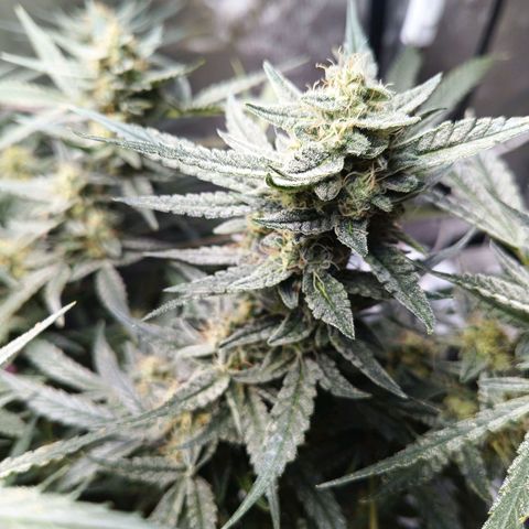 GDP ILGM orderX  growlog timeline photo