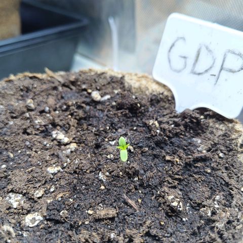 GDP ILGM orderX  growlog timeline photo
