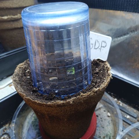 GDP ILGM orderX  growlog timeline photo