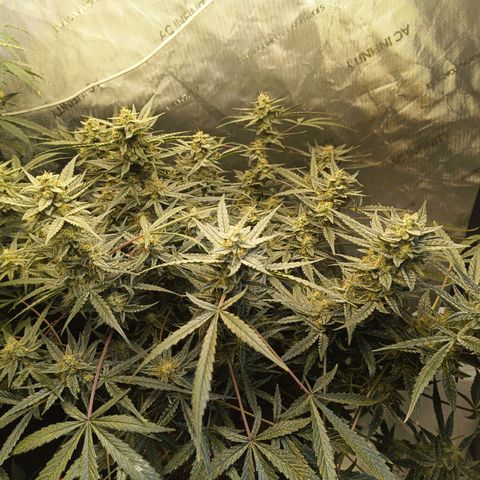 GDP ILGM orderX  growlog timeline photo