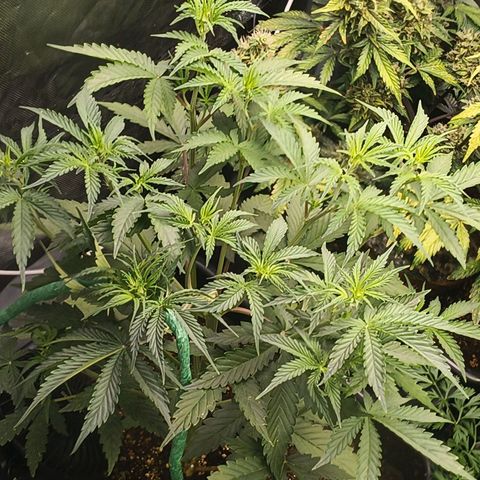 Auto GDP growlog timeline photo