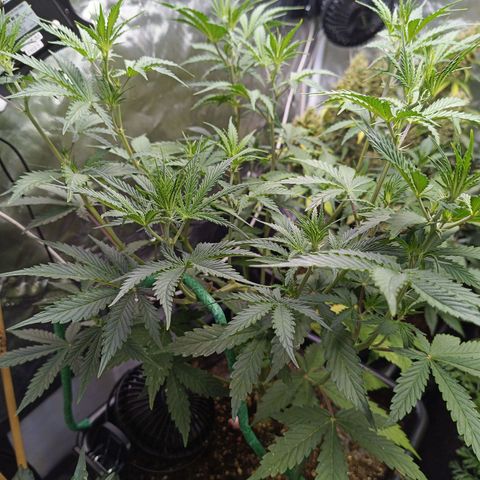 Auto GDP growlog timeline photo