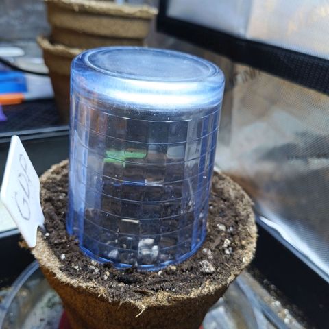 GDP ILGM orderX  growlog timeline photo