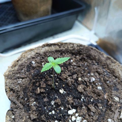 GDP ILGM orderX  growlog timeline photo