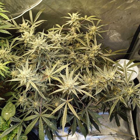 GDP ILGM orderX  growlog timeline photo