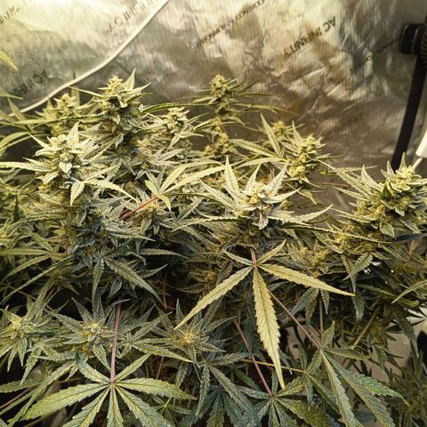 GDP ILGM orderX  growlog timeline photo