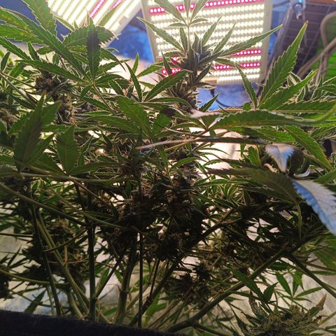 GDP ILGM orderX  growlog timeline photo