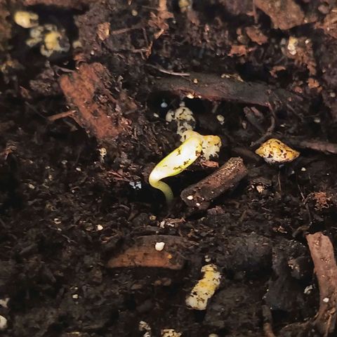 GDP ILGM orderX  growlog photo: Seedling 