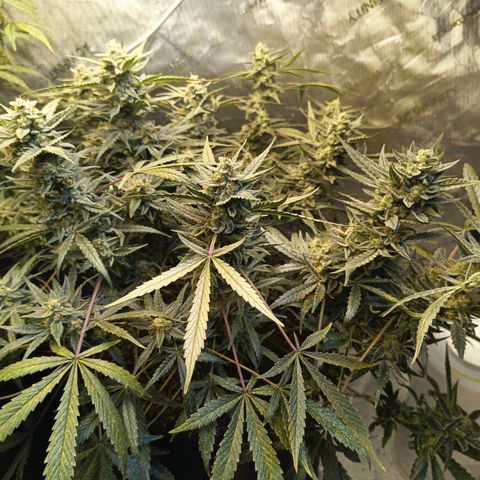 GDP ILGM orderX  growlog timeline photo
