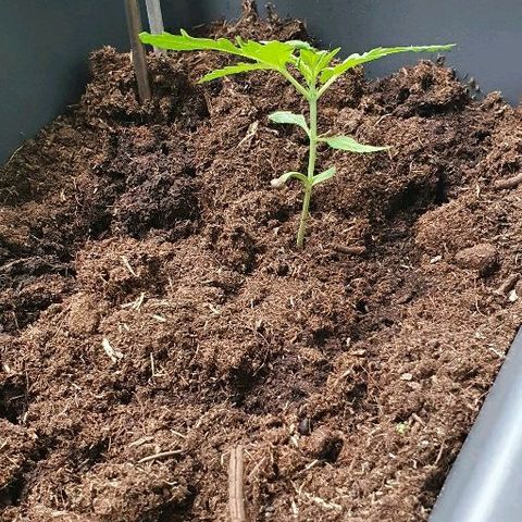 First growlog photo: 8 uur vs 14 uur