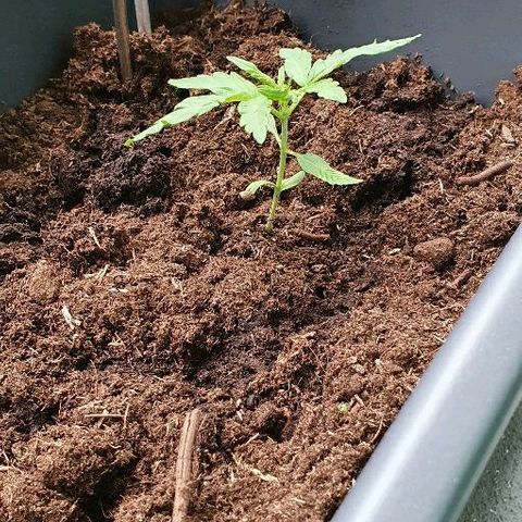 First growlog photo: 8 uur vs 14 uur