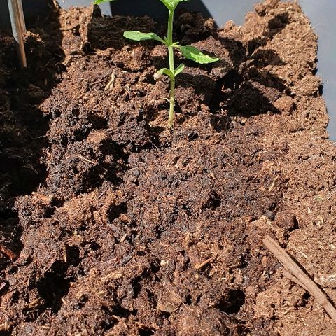 First growlog timeline photo