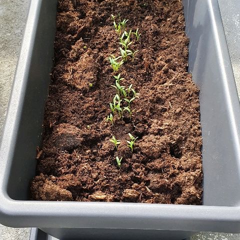 First growlog photo: Hittegolf