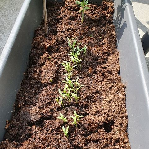 First growlog timeline photo