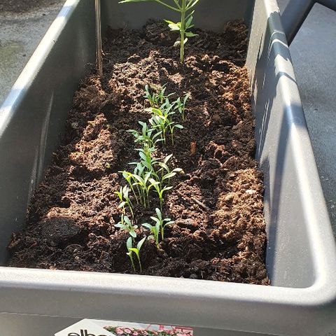 First growlog timeline photo