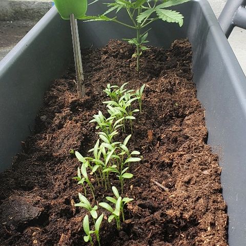 First growlog timeline photo