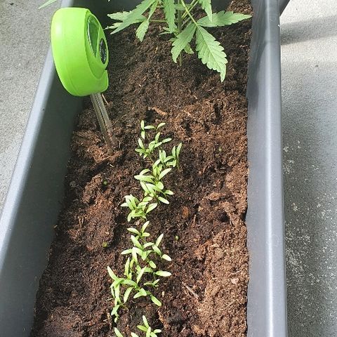 First growlog timeline photo