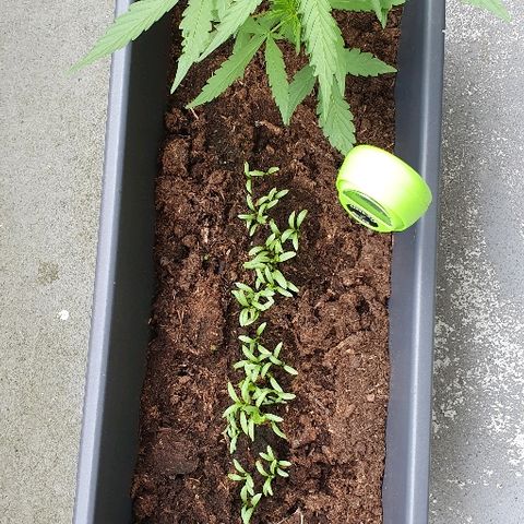 First growlog timeline photo