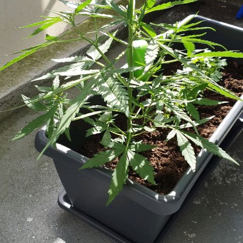 First growlog timeline photo