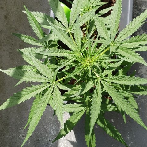 First growlog timeline photo