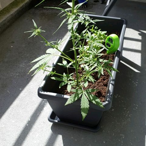 First growlog timeline photo