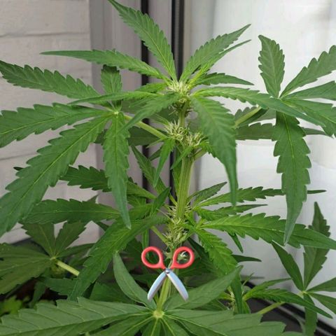 First growlog timeline photo